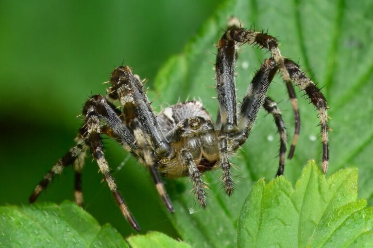 The Secret of the Dark Alley